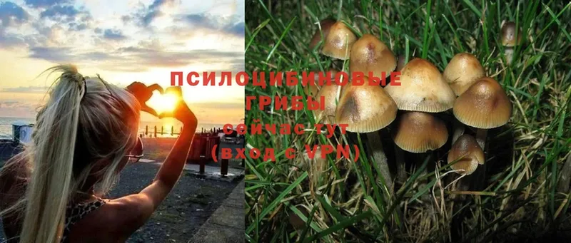 Псилоцибиновые грибы MAGIC MUSHROOMS  mega рабочий сайт  Горбатов  как найти закладки 